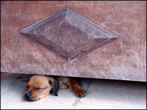 fb67479505873a2bbc571ee60d42a9de_23_IMG_6131