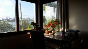 Se eu pudesse contar...