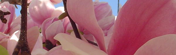 magnolia_07-jpg-magnolia
