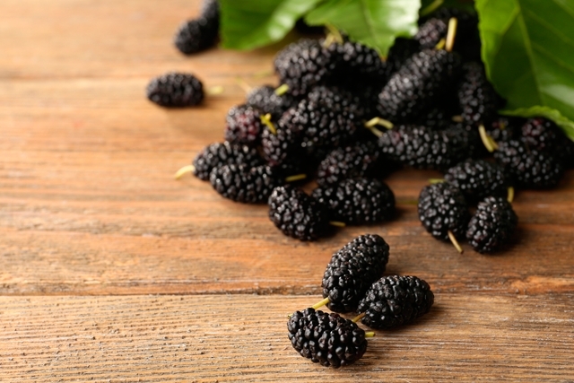 amoras amora_19504_l