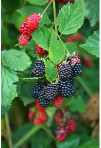 amorasssssssssssssssssssssssssssssssssssssssss