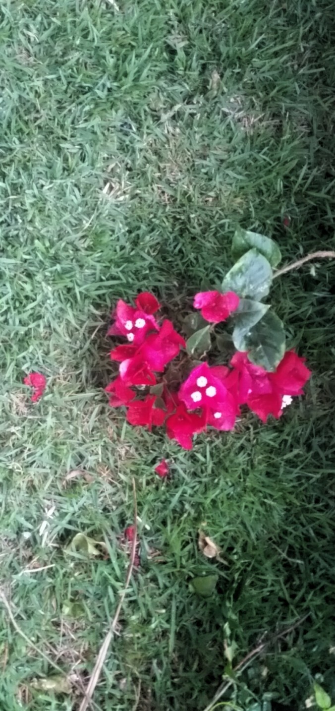 Buganvilia caida na grama