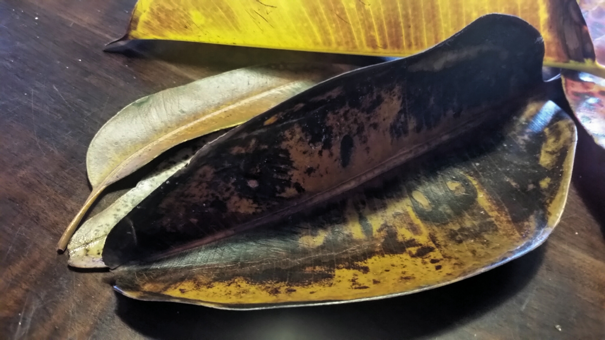 escuras estas folhas