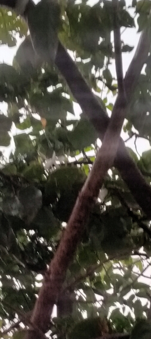 FOLHAS não estão nítidas