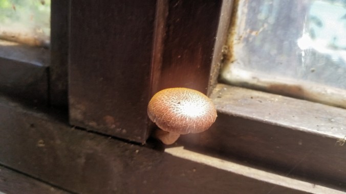 cogmelo na janela linda a foto