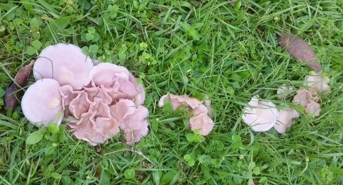 cogumelos na beira da lagoa bonito
