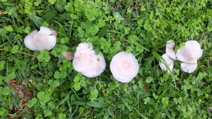 cogumelos no gramado