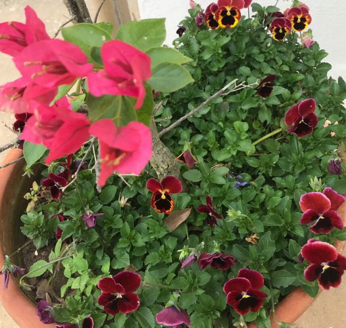 AMOR PERFEITO EM PATY