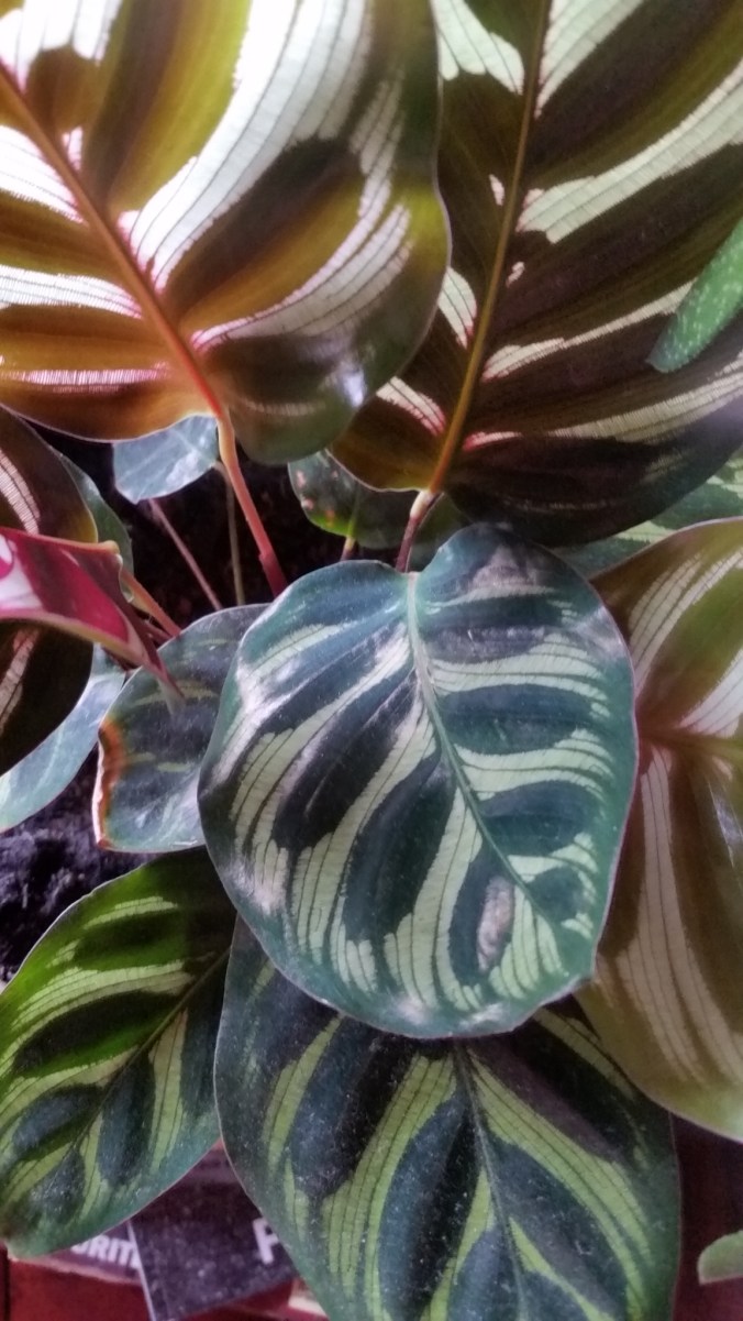 folhassssssssssssssssslindas vivas