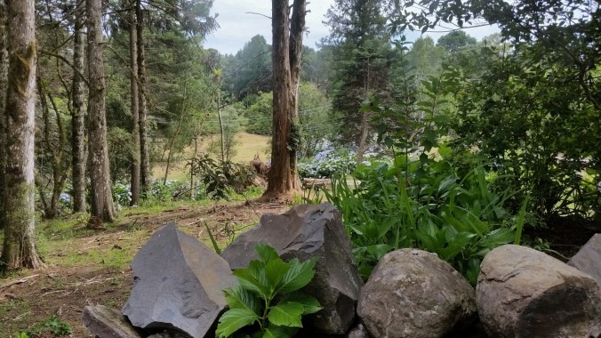 mata e hortências PASSEIO