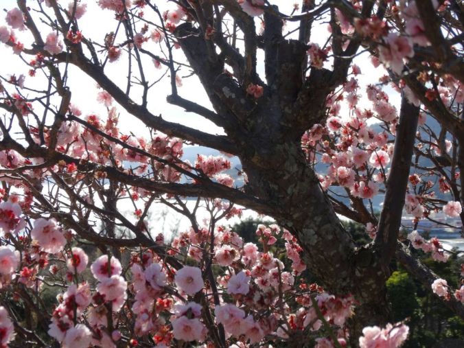 cerejeirassssssssssssssssssssssssssssssssslindas