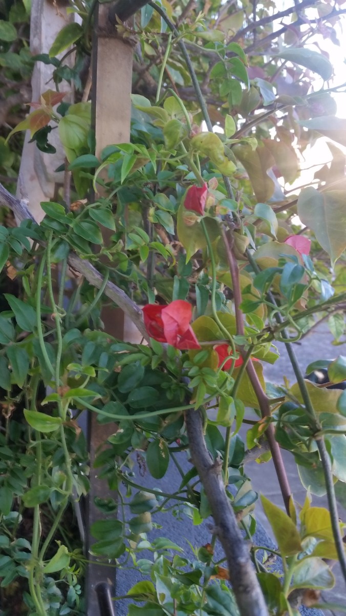 brotando em fevereiro buganvilea