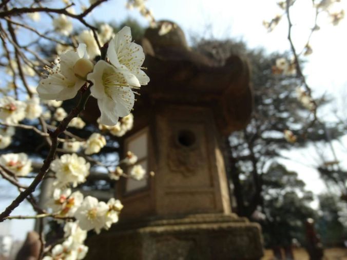 construção e cerejeira branca