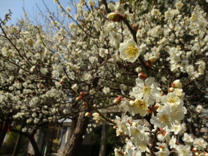muitas flores nas cerejeiras