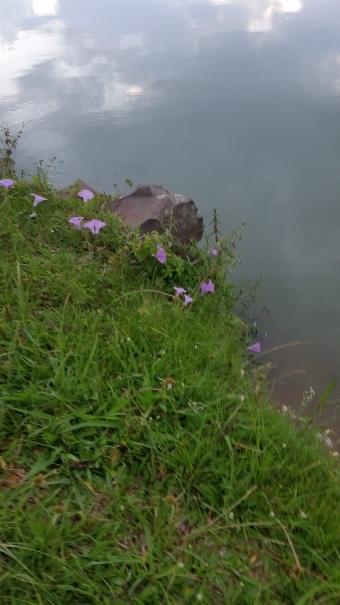 flores azuis da lagoa