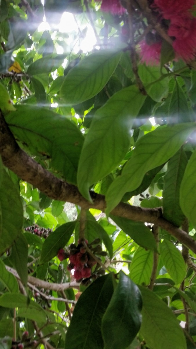 jambo com luz flor e reflexo paty