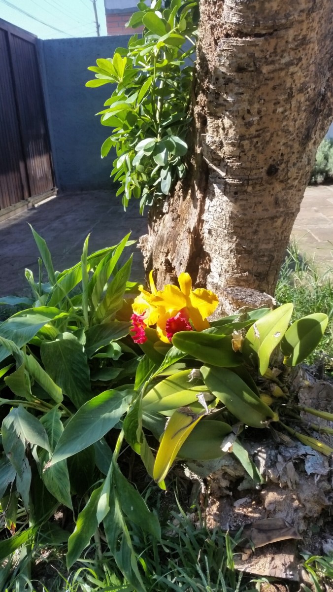 orquidea na ana amarela.jpg