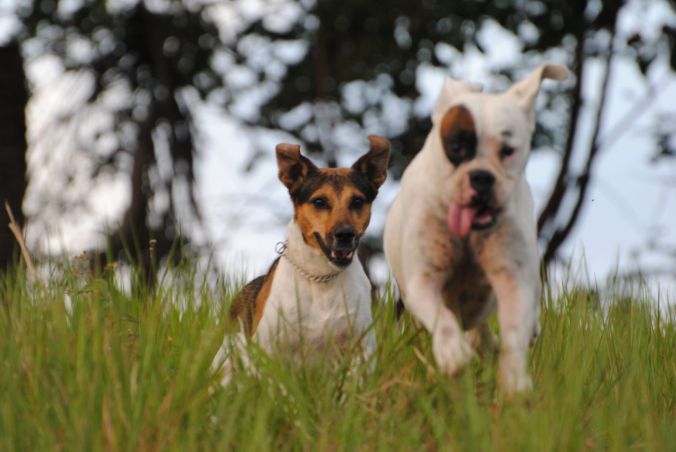 Cães CORRRENDO adorei esta foto