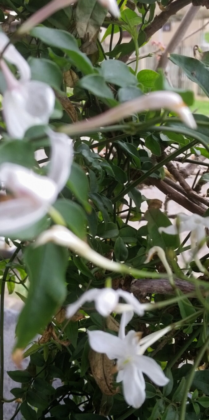 jasmins mais perto perto.jpg