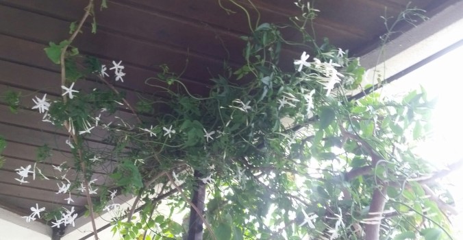 jasmins na madeira abertos