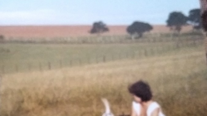 sem os cães uma cabeça virada