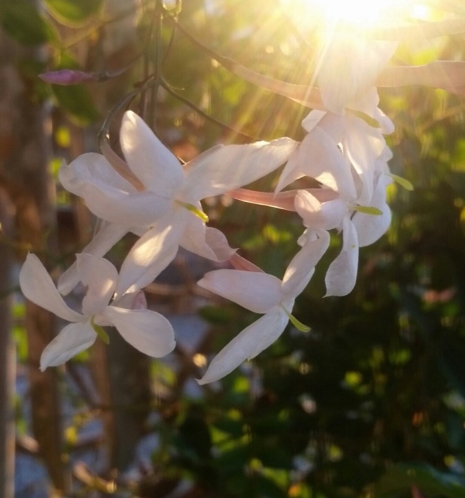 jasminssssssssssssssssssssssssssss