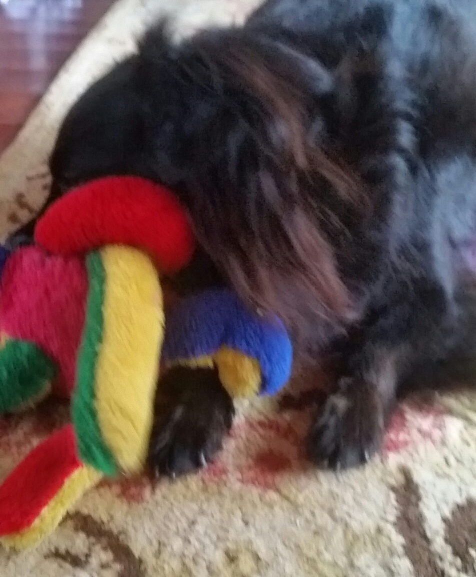 escondida no brinquedo