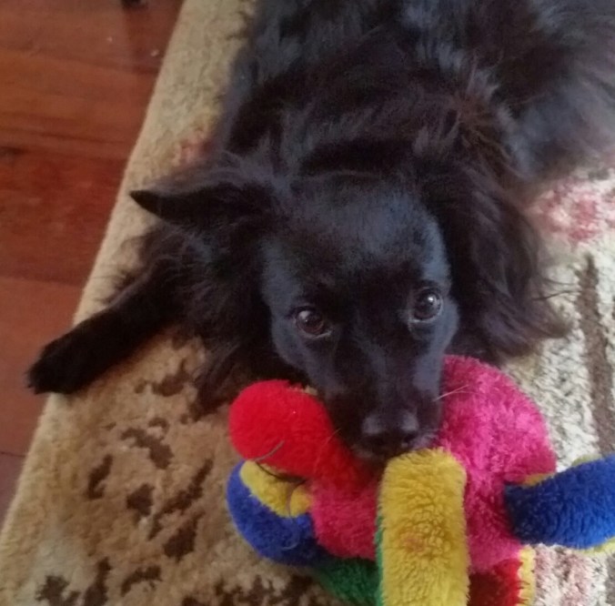 especial foto da onix olhando atenta