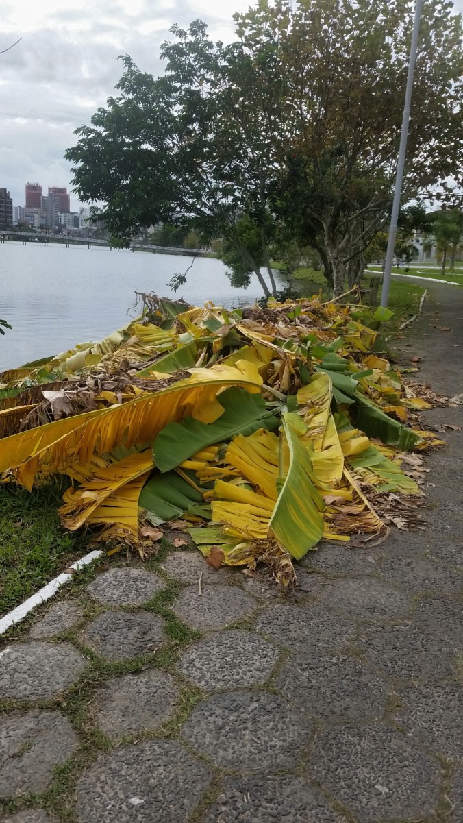 2019-05-23 10.41.48.jpmuito amarelo da banananeira