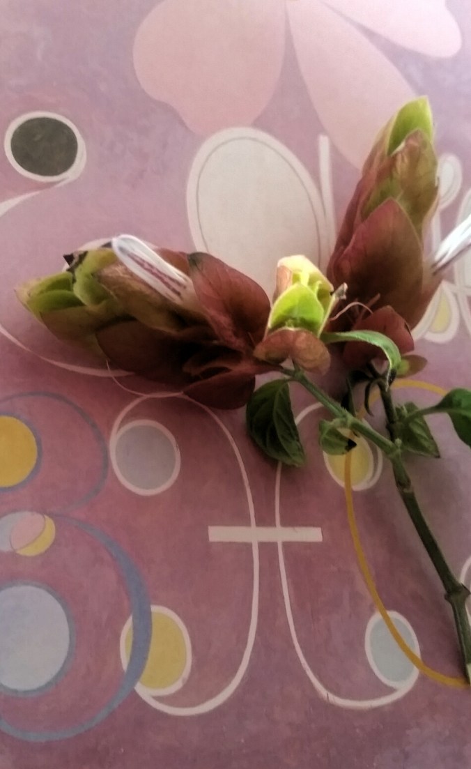 lindaaaaaaaaaaaaaaaa