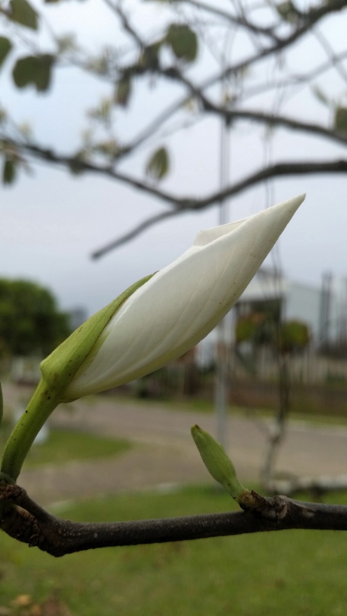 apenas um botão branco fechado na árvore da lagoa