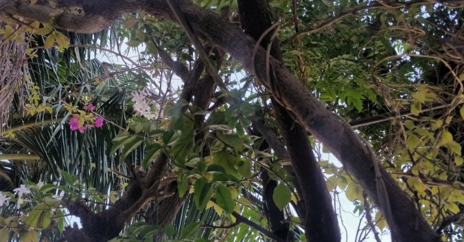 floresta na jardineira