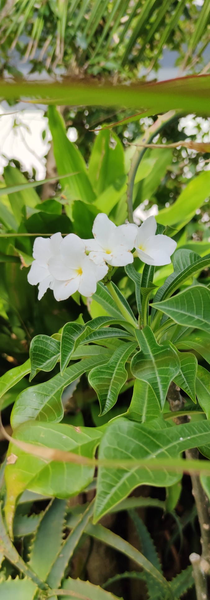 flores brancas com recorte.jpg