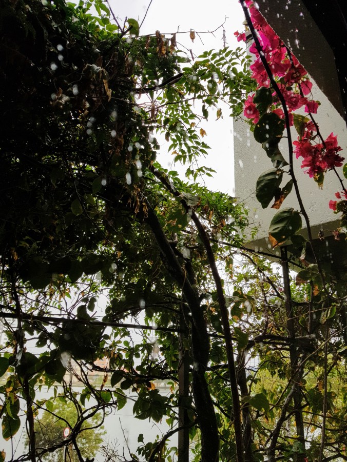chuva flores.jpg