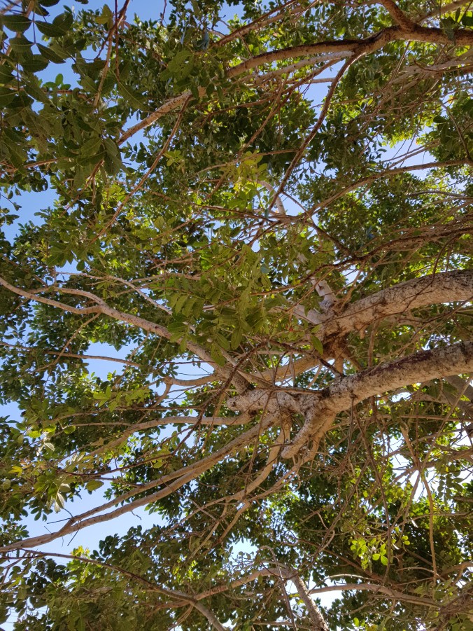 galhada com céu.jpg