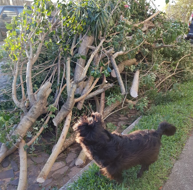 árvore caida e surpresa da Ônix.jpg