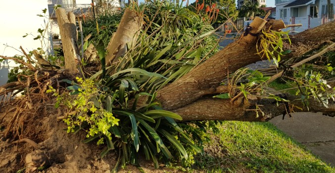 caiu a ´rvore na calçada