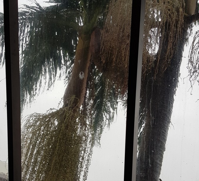 janela coqueiros mais perto frente do predio pela janela.jpg